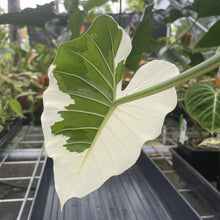 Load image into Gallery viewer, Alocasia Odora, Okinawa Silver Variegated exact plant, Fedex 2day*