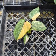 Load image into Gallery viewer, Philodendron Gloriosum variegated, Exact Plant Ships Nationwide