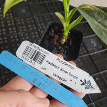 Load image into Gallery viewer, Philodendron Hastatum Silver Sword, Exact Plant Variegated Ships Nationwide