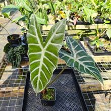 Load image into Gallery viewer, Alocasia Longiloba Lowii, Exact Plant