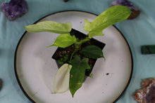 Load image into Gallery viewer, Philodendron Florida Ghost Exact Plant Ships Nationwide