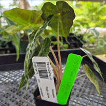 Load image into Gallery viewer, Alocasia polly aurea variegated, Exact Plant Ships Nationwide.