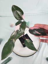 Load image into Gallery viewer, Pink Princess, exact plant, variegated Philodendron, ships nationwide