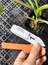 Load image into Gallery viewer, Philodendron Spiritus Sancti, Exact Plant Ships Nationwide