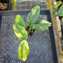 Load image into Gallery viewer, Rhaphidophora Puberula, Exact Plant Variegated Ships Nationwide