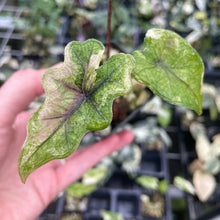 Load image into Gallery viewer, Alocasia Jacklyn Aurea variegated 2.5" pot, Fedex 2day*
