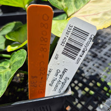 Load image into Gallery viewer, Syngonium Mango Allusion, Orm Thong Variegated exact plant, Fedex 2day*