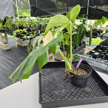 Load image into Gallery viewer, Monstera Borsigiana Albo Deliciosa, Exact Plant Variegated Ships Nationwide