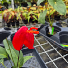 Load image into Gallery viewer, Anthurium Scherzerianum "Pig Tail", Exact Plant Ships Nationwide