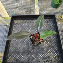 Load image into Gallery viewer, Philodendron Royal Queen, Exact Plant Ships Nationwide