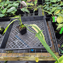 Load image into Gallery viewer, Philodendron Holtonianum Variegated, Exact Plant Ships Nationwide