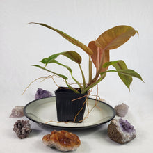 Load image into Gallery viewer, Philodendron Goldiana 4" pot, Fedex 2 day*