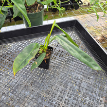 Load image into Gallery viewer, Philodendron Patriciae, Exact Plant Ships Nationwide