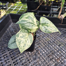 Load image into Gallery viewer, Scindapsus Peasun, Exact Plant Variegated Ships Nationwide