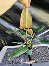 Load image into Gallery viewer, Philodendron Sagittifolium, Tuxtlanum Rubra, Exact Plant Ships Nationwide