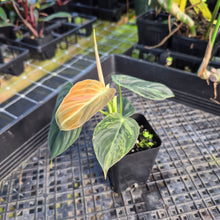 Load image into Gallery viewer, Philodendron Melanochrysum, Exact Plant Variegated Ships Nationwide