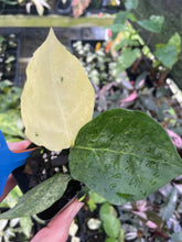 Load image into Gallery viewer, Zamioculcas Zamiifolia Wild Form ZZ Variegated 2.5" pot, Fedex 2day*