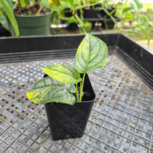 Load image into Gallery viewer, Monstera Siltepecana, Exact Plant Variegated Ships Nationwide