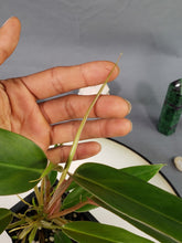 Load image into Gallery viewer, Philodendron Mexicanum 2.5" pot, Fedex 2day*