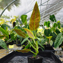 Load image into Gallery viewer, Philodendron Subhastatum, Exact Plant Variegated Ships Nationwide