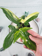 Load image into Gallery viewer, Florida Beauty, exact plant, variegated Philodendron, ships nationwide