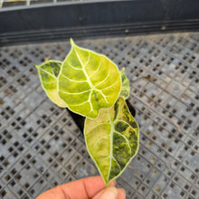 Load image into Gallery viewer, Alocasia Watsoniana Albo Pink variegated exact plant, Fedex 2day*