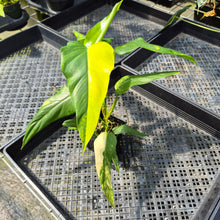 Load image into Gallery viewer, Philodendron Domesticum Variegated exact plant, Fedex 2day*