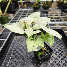 Load image into Gallery viewer, Syngonium Green Splash, Exact Plant Variegated Ships Nationwide