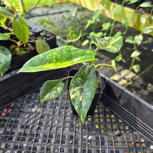 Load image into Gallery viewer, Alocasia scalprum Aurea, Exact Plant Ships Nationwide