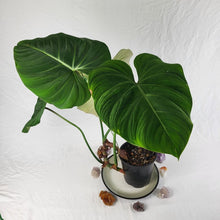 Load image into Gallery viewer, Philodendron Gloriosum, Pink Veined Back 6" pot, Fedex 2 day*