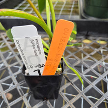 Load image into Gallery viewer, Philodendron Spiritus Sancti, Exact Plant Ships Nationwide