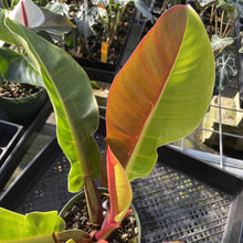 Load image into Gallery viewer, Philodendron Red Moon. not Yellow Flame Variegated exact plant, Fedex 2day