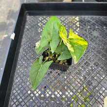 Load image into Gallery viewer, Syngonium Aurea, Exact Plant Variegated Ships Nationwide