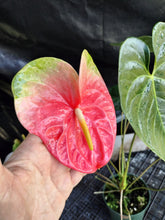 Load image into Gallery viewer, Anthurium Anuenue Obake bicolor, pink/ green, Exact Plant, ship nationalwide