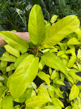 Load image into Gallery viewer, Philodendron Thai Sunrise Variegated 4" pot, Fedex 2day*