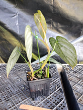 Load image into Gallery viewer, Philodendron Brandtianum, Exact Plant Ships Nationwide