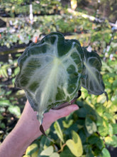 Load image into Gallery viewer, Alocasia Venom 2.5" pot, Fedex 2day*