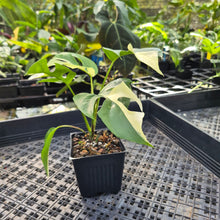 Load image into Gallery viewer, Rhaphidophora Tetrasperma Albo, Exact Plant Variegated Ships Nationwide