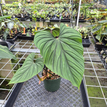 Load image into Gallery viewer, Philodendron Plowmanii exact plant, Fedex 2day*