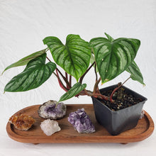 Load image into Gallery viewer, Philodendron Plowmanii 4" pot, Fedex 2 day*