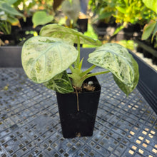 Load image into Gallery viewer, Alocasia Ninja Tricolor, Exact Plant Variegated Ships Nationwide