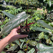 Load image into Gallery viewer, Philodendron Dark Lord 2.5" pot, Fedex 2day*