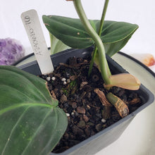 Load image into Gallery viewer, Philodendron Gigas, Exact Plant Ships Nationwide