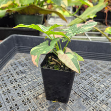 Load image into Gallery viewer, Syngonium Red Spot Tricolor, Exact Plant Variegated Ships Nationwide