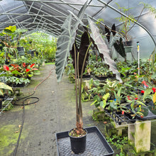 Load image into Gallery viewer, Alocasia Longiloba, Denudata exact plant, Fedex 2day*