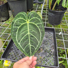 Load image into Gallery viewer, Anthurium Besseae Aff x Red Crystallinum, Exact Plant