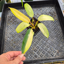 Load image into Gallery viewer, Philodendron Whipple Way, Exact Plant Variegated Ships Nationwide