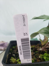 Load image into Gallery viewer, Philodendron Sodiroi True Form, Exact Plant