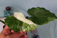 Load image into Gallery viewer, Variegated Alocasia Odora Okinawa Silver Exact Plant