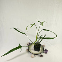 Load image into Gallery viewer, Philodendron Holtonianum, Exact Plant Ships Nationwide